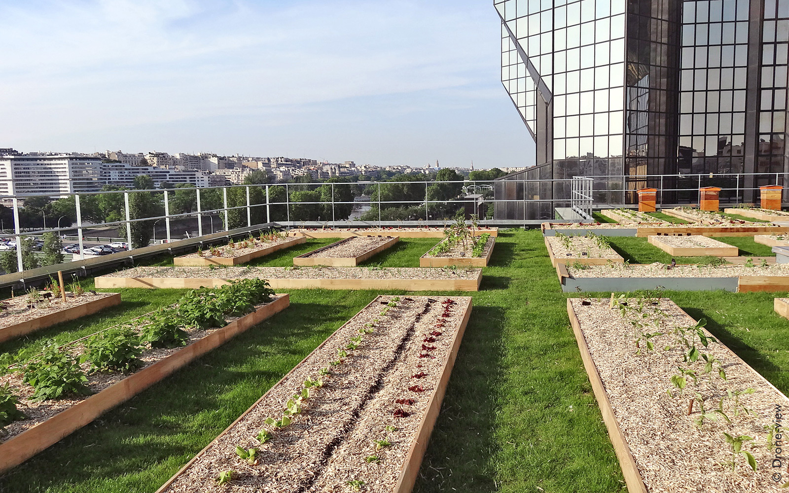 Vegetable planting beds and beehives on a roof in the city