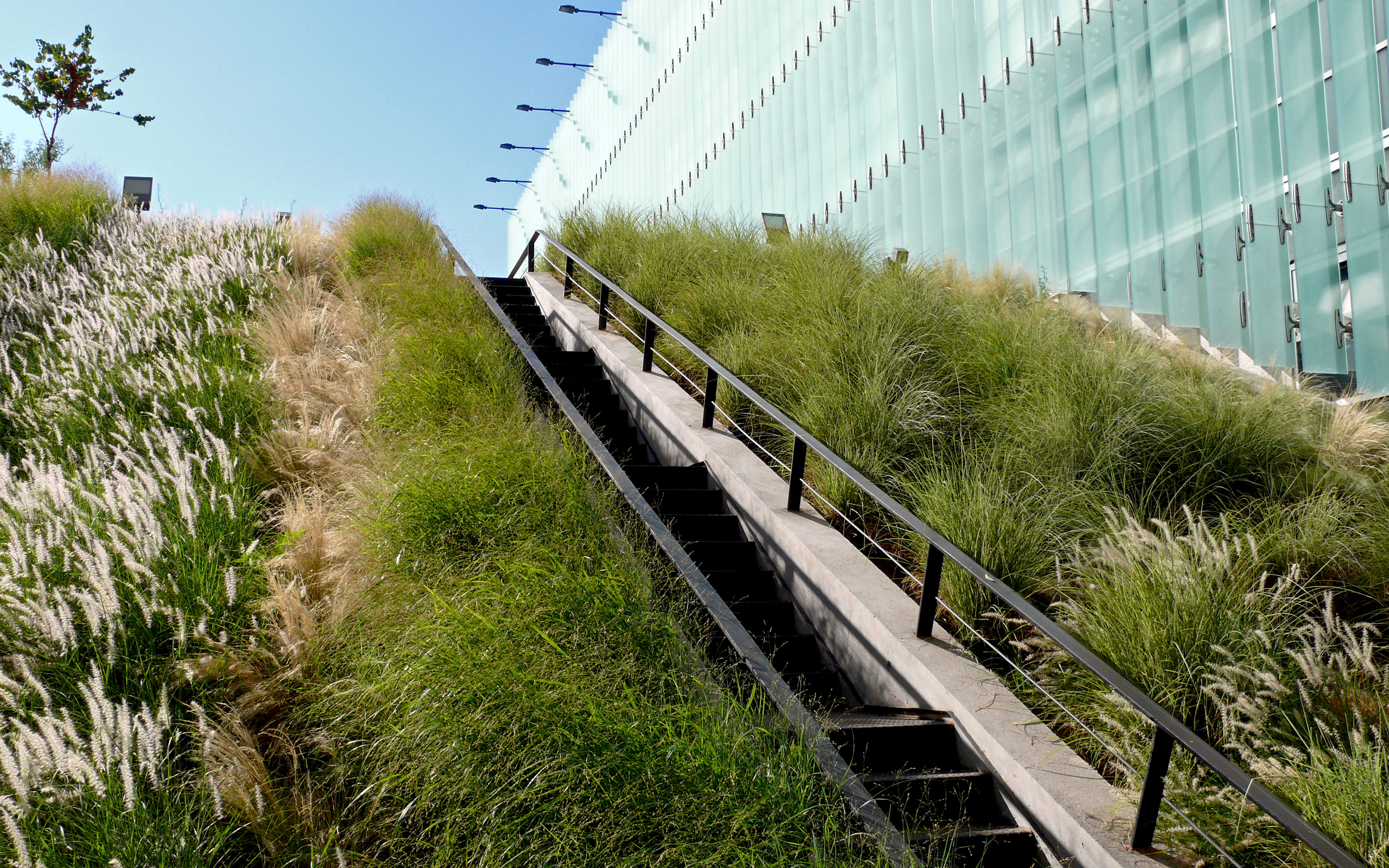 Pitched green roof with ornamental grasses and stairs up to the rooftop