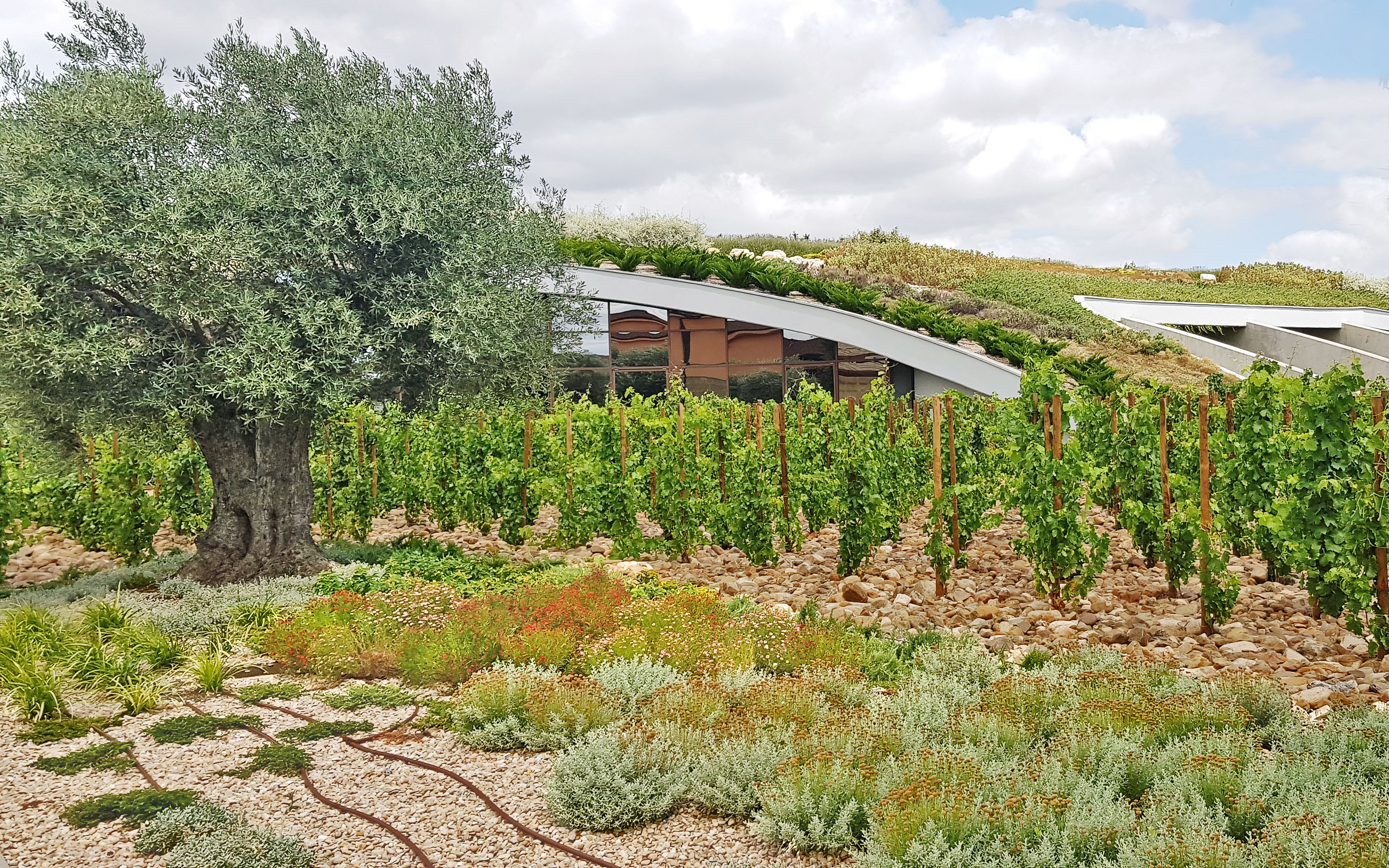 Vines in front of pitched green roof
