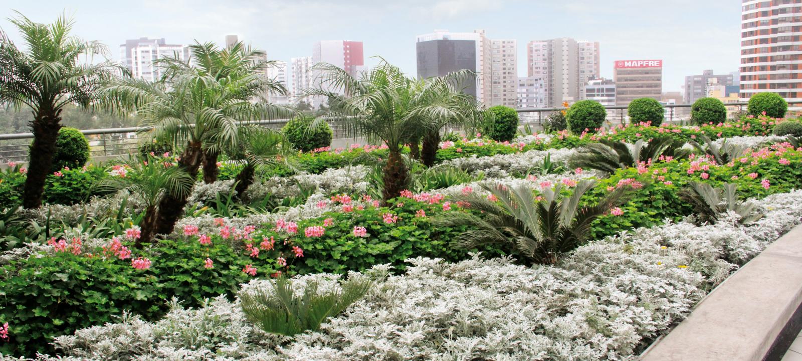 Roof garden with exotic plants