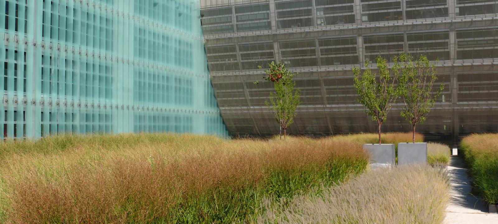 Modern roof garden with grasses