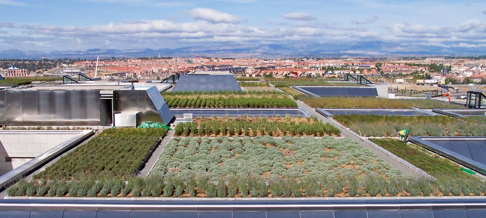 Large vegetated green roof