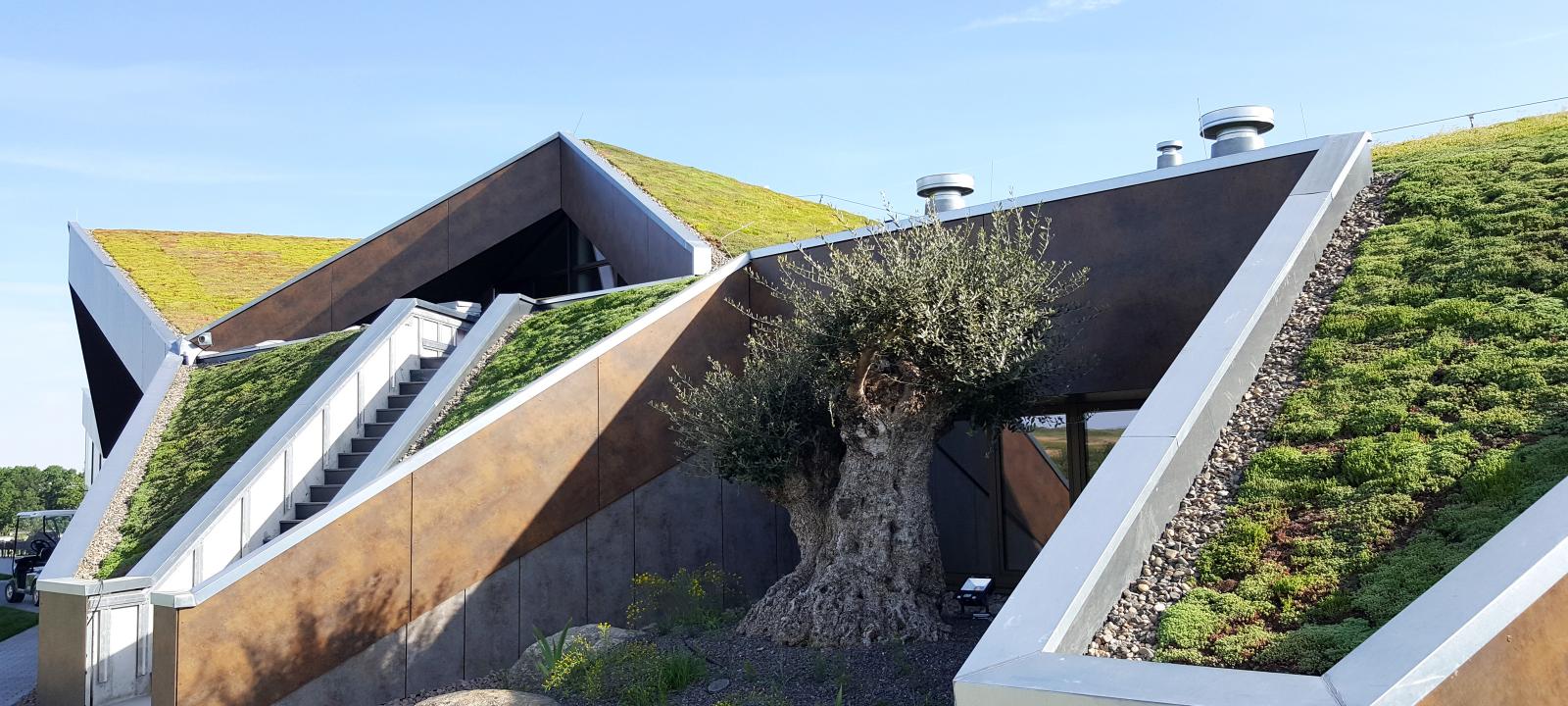 Steep pitched green roof with Sedum