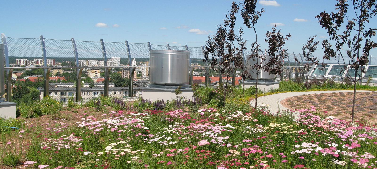 Roof garden with pink yarrow