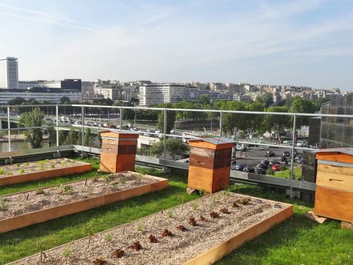 Bee hives and planting beds on a roof
