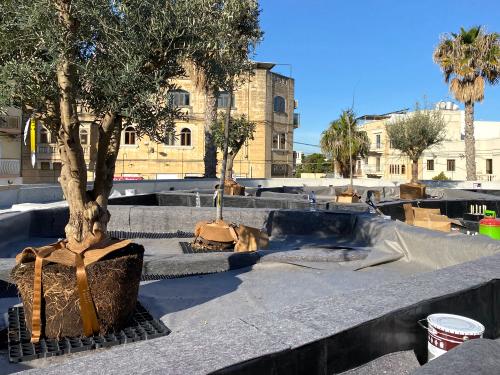 Olive trees with Robafix® on a rooftop