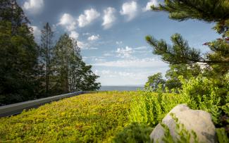 Extensive green roof