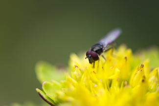 Sedum with insect