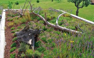 Roof garden with herbs and dead wood