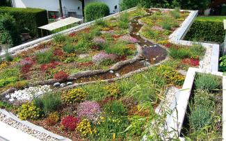 Green roof with water area