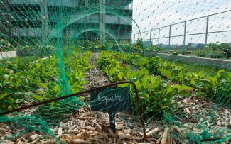 Protective nets protect the harvest from unwanted guests such as doves. © Drone view Vegetables with protective nets on a roof