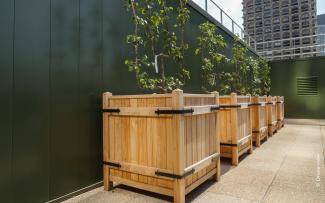Apples and pears grow as trellised fruit in large troughs. © Drone view Small apple and pear trees in large troughs