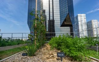 The urban farming roof serves as a wonderful teaching garden for the cookery school. The planting beds are accessible at all points. © Drone view Tomatoes and lettuce growing on an urban roof