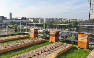 Four bee hives on the roof ensure the pollination of the crop plants. © Drone view Bee hives and planting beds on a roof