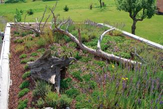 Green roof with dead wood