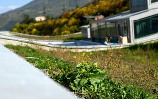 Flowering plant on a grass roof