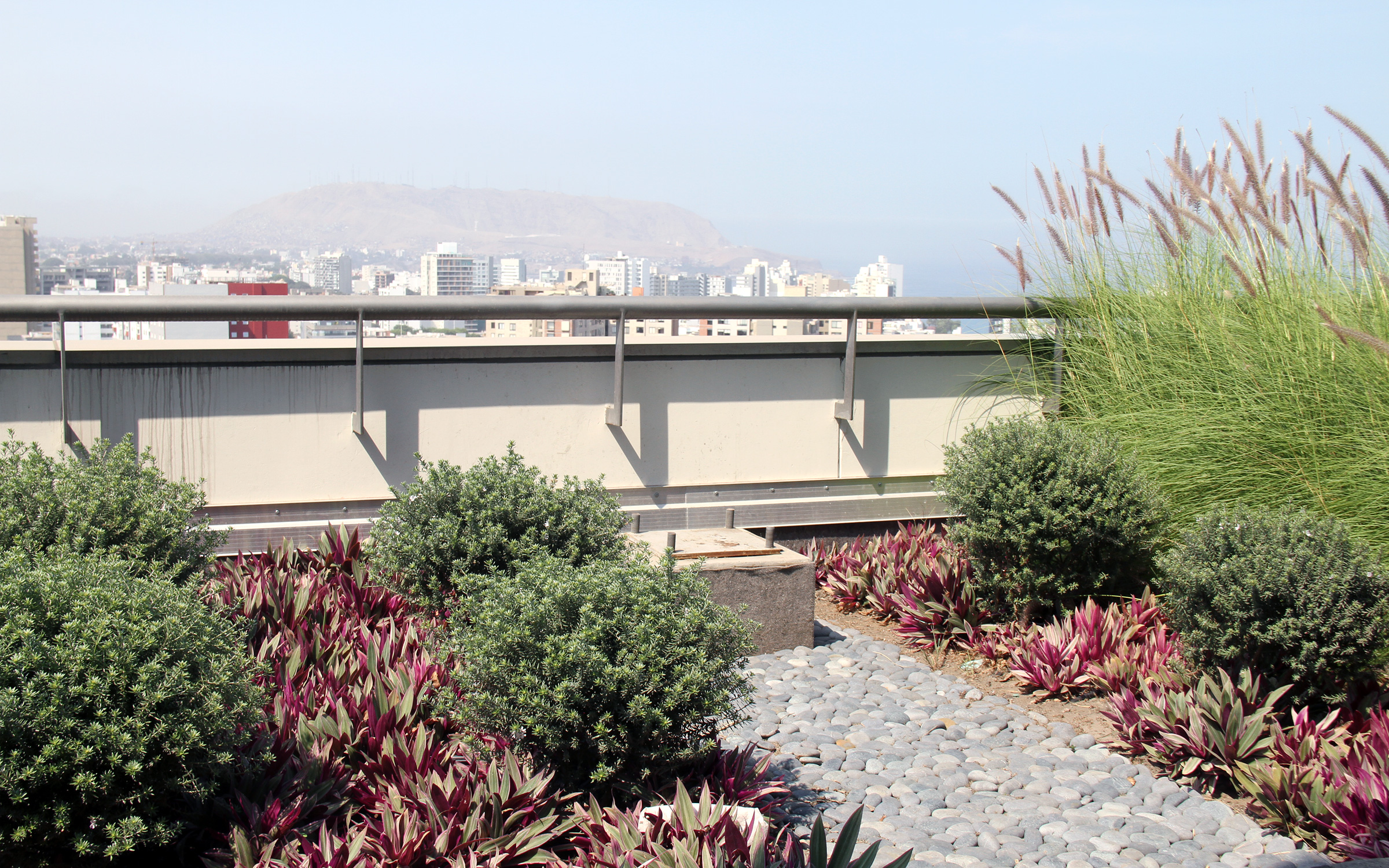 Roof garden with shrubs, ornamental grasses and small bushes in the city