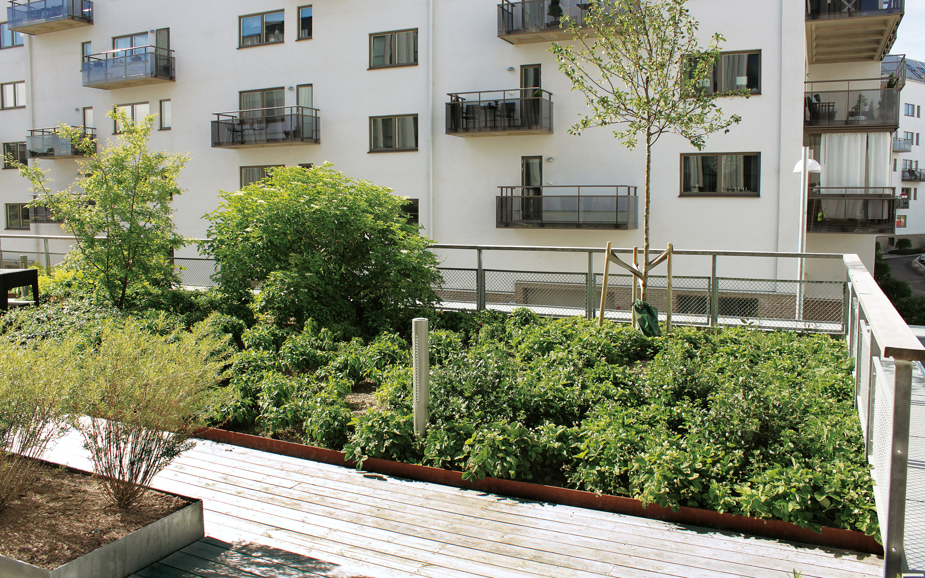 Roof garden with planting beds and railing.