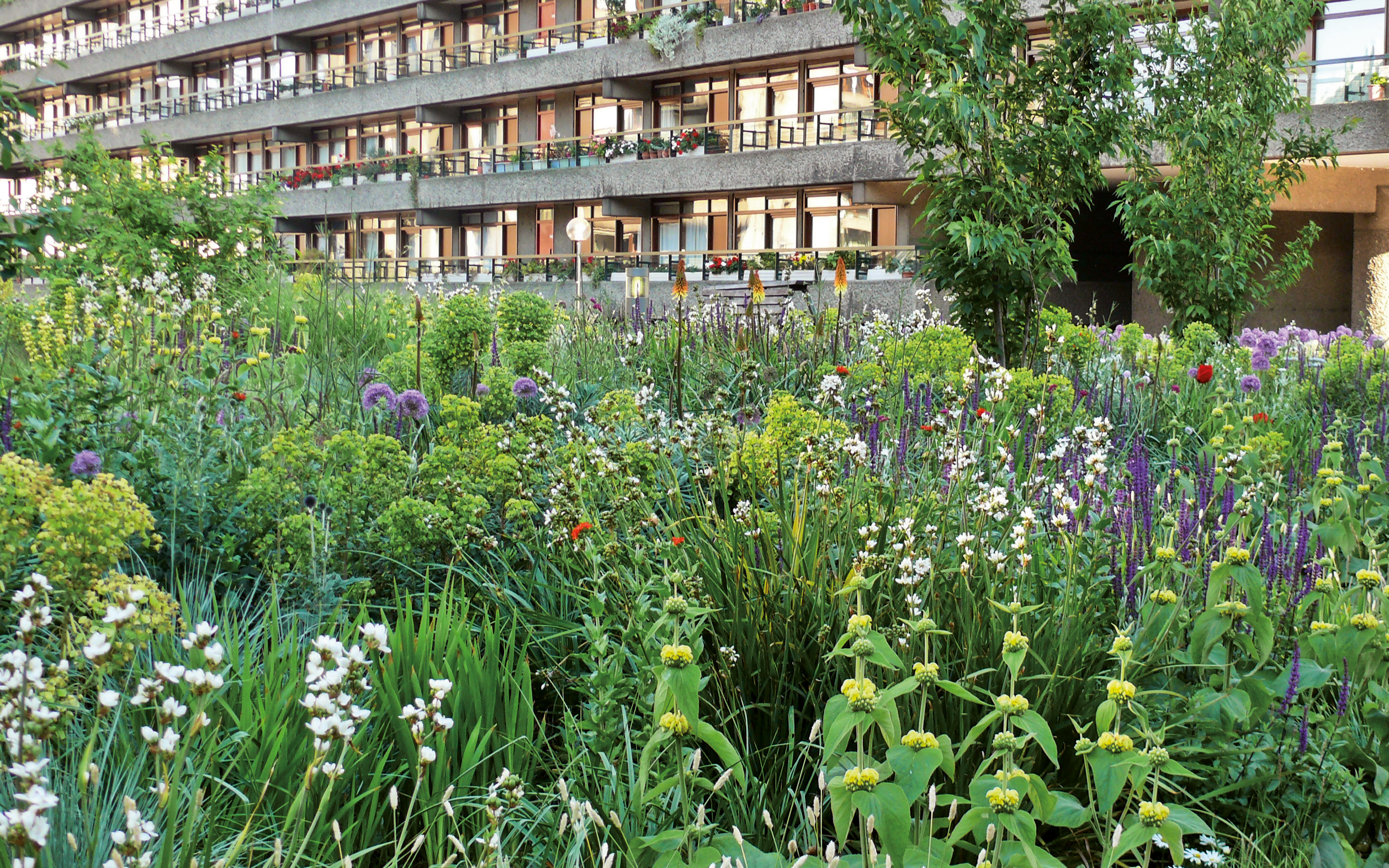 Colourful blooming meadow surrounded by residential blocks