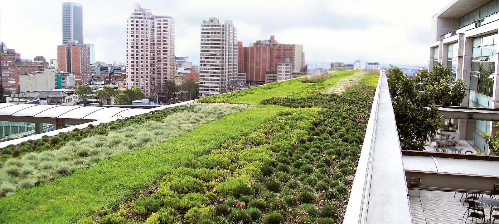 Extensive green roof in a big city