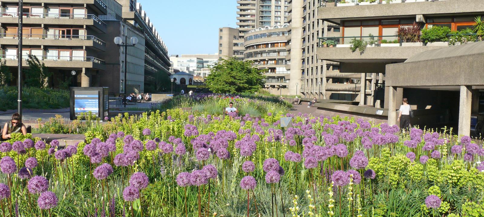 Pink Allium and other flowers surrounded by residential buildings