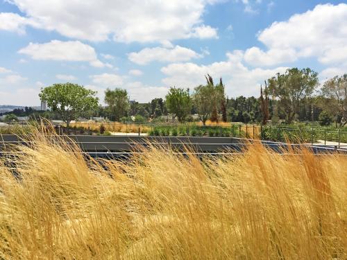 Ornamental grasses on a green roof